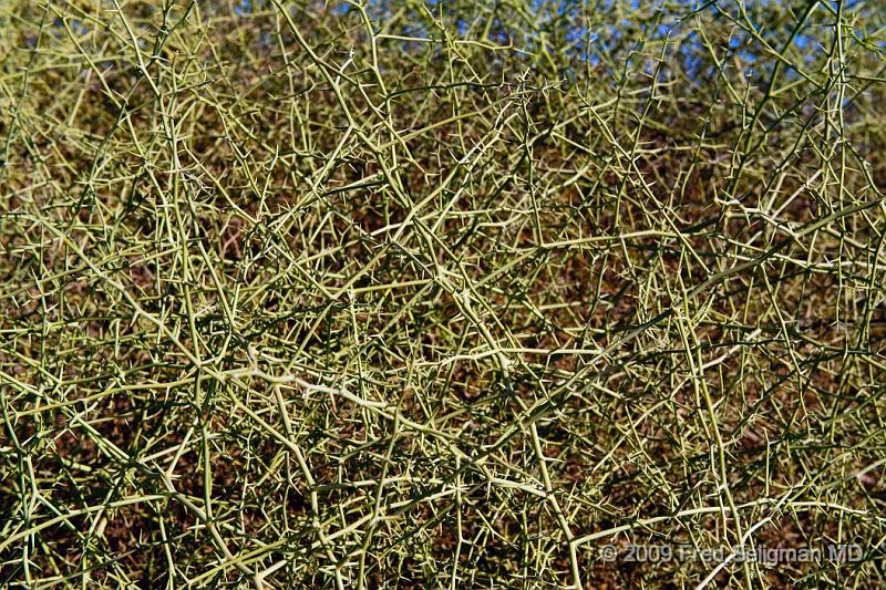 20090603_153546 D3 X1.jpg - Native plant which holds relatively large amounts of moisture.   It extracts this from the fog and mist which rolls in daily
